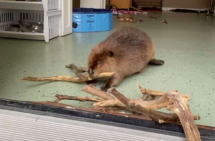 Rescued Baby Beaver Builds Dam In Doorway To Keep Her Roommate Out