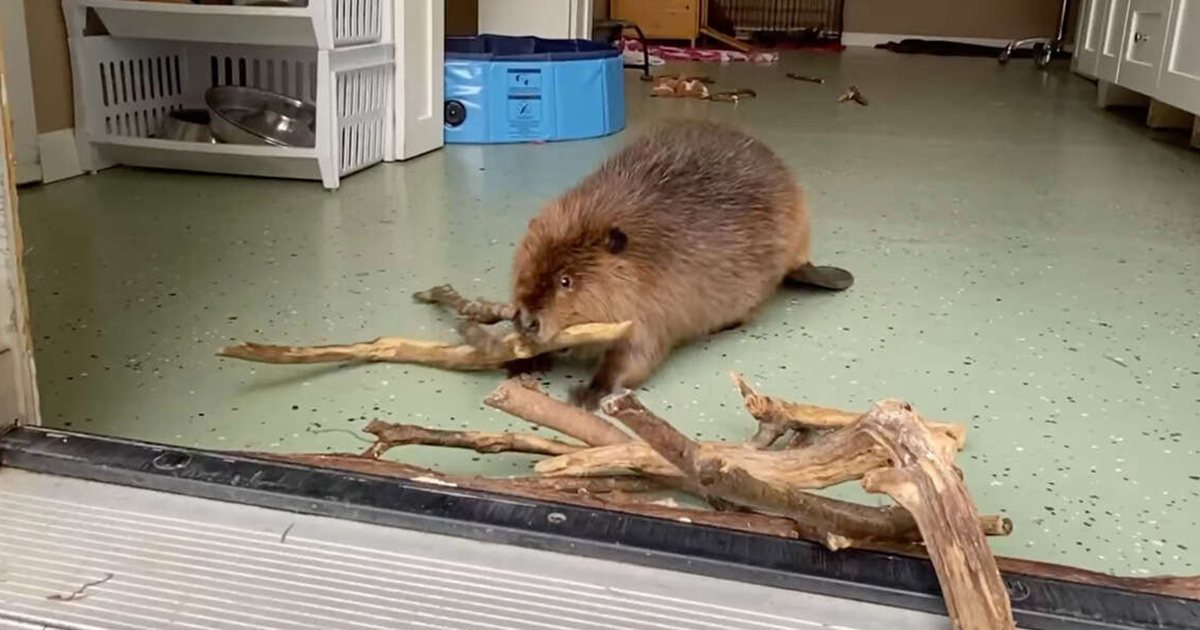 Rescued Baby Beaver Builds Dam In Doorway To Keep Her Roommate Out(02)